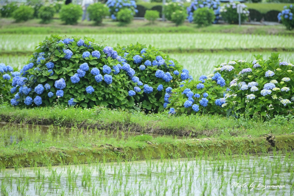 畦を彩る