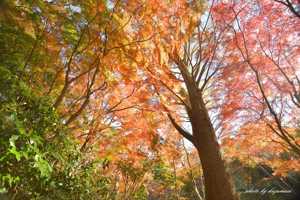 鎌倉の秋
