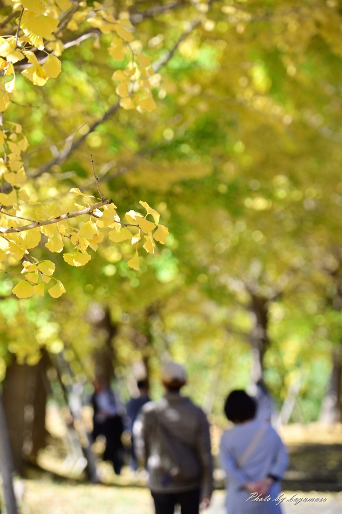 yellow　road