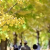 yellow　road