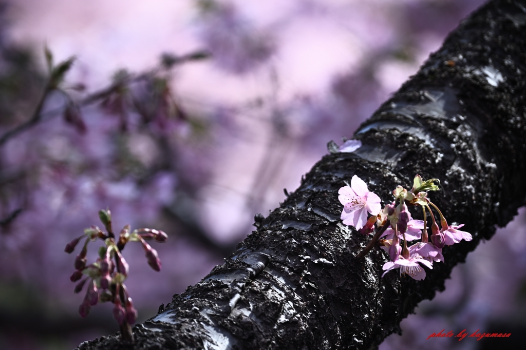 河津桜