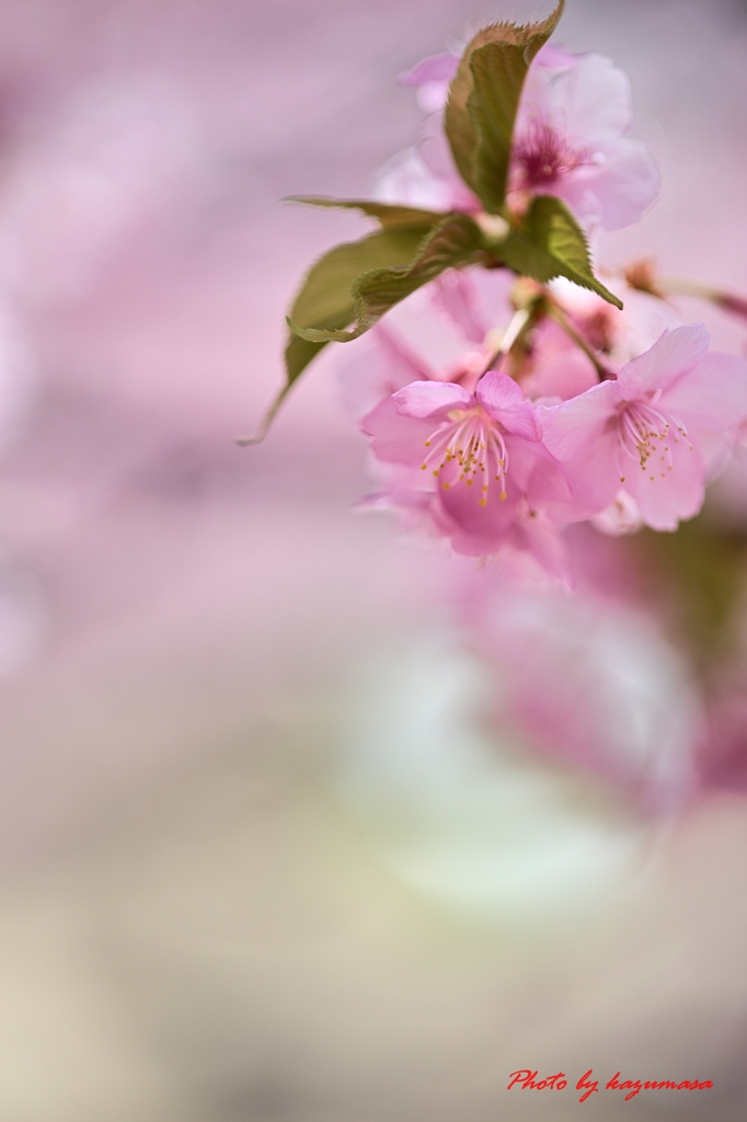 桜色