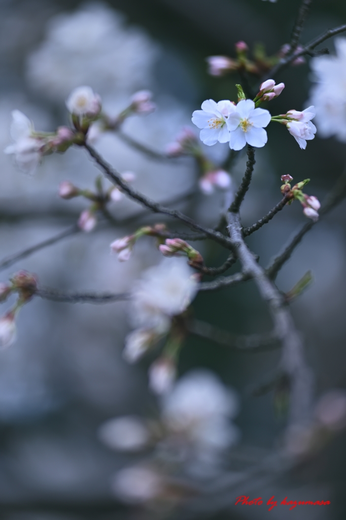 2分咲き