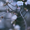 2分咲き