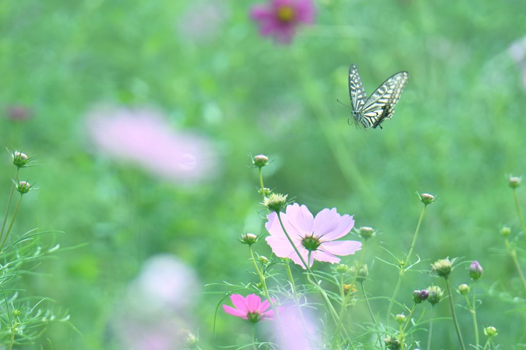 花から花へ