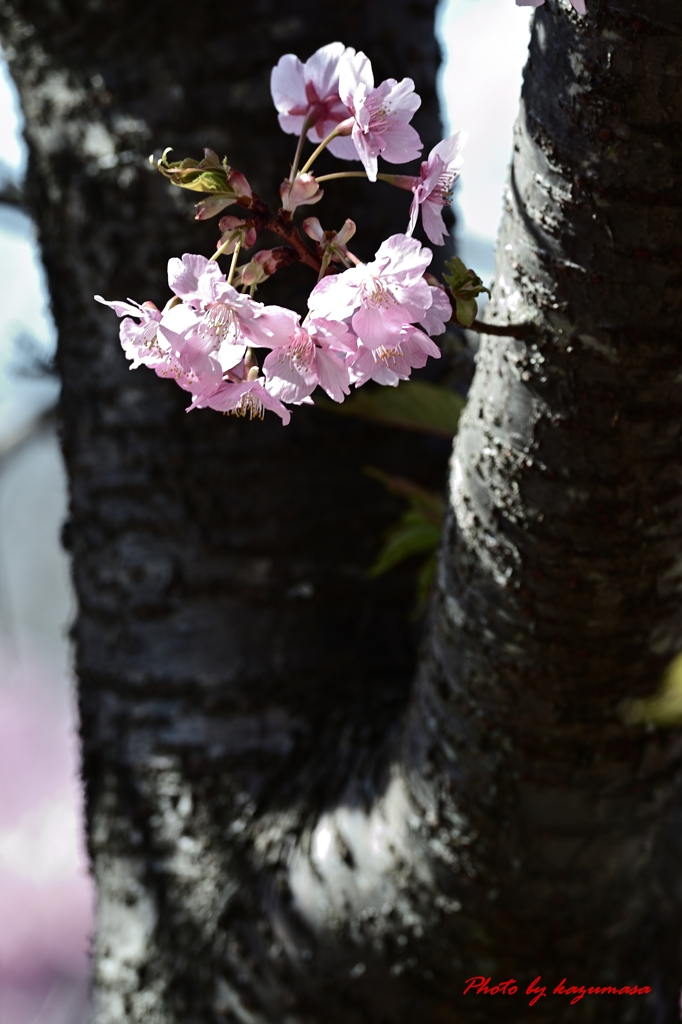 桜を探して