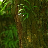 木肌　3