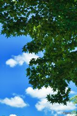 夏の空