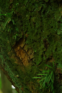 木肌　2