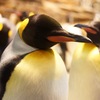 キングペンギン