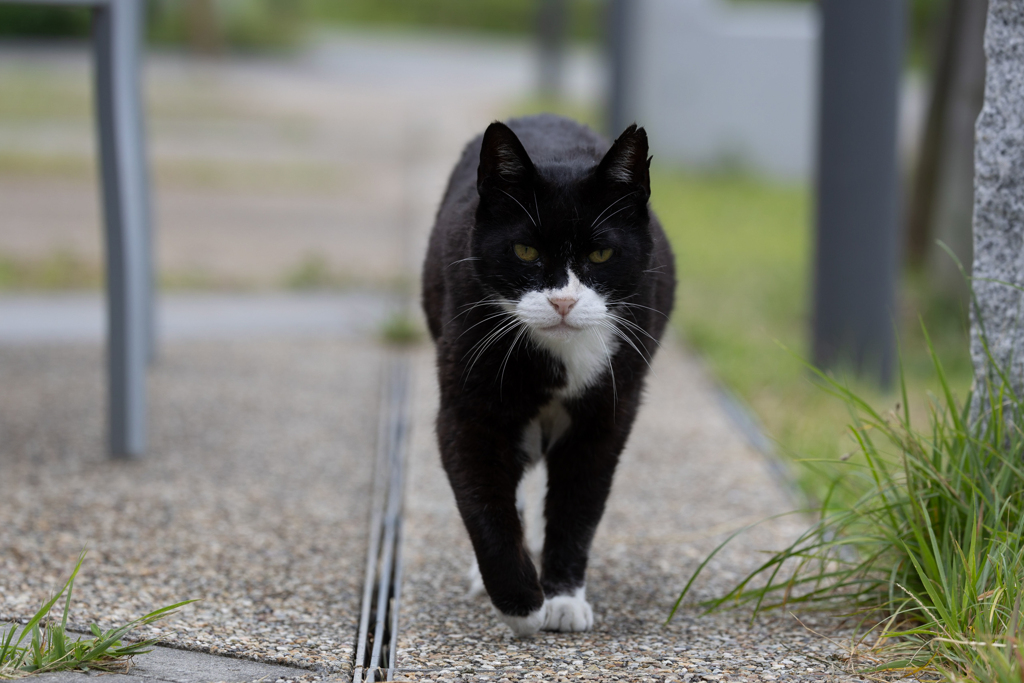 オマエ誰だ？どっから来た？