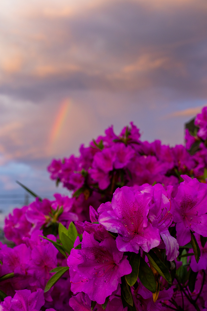 azalea with rainbow