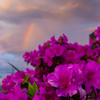 azalea with rainbow