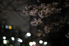 夜桜