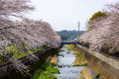 満開来る