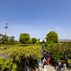 亀戸天神 藤祭り 全景