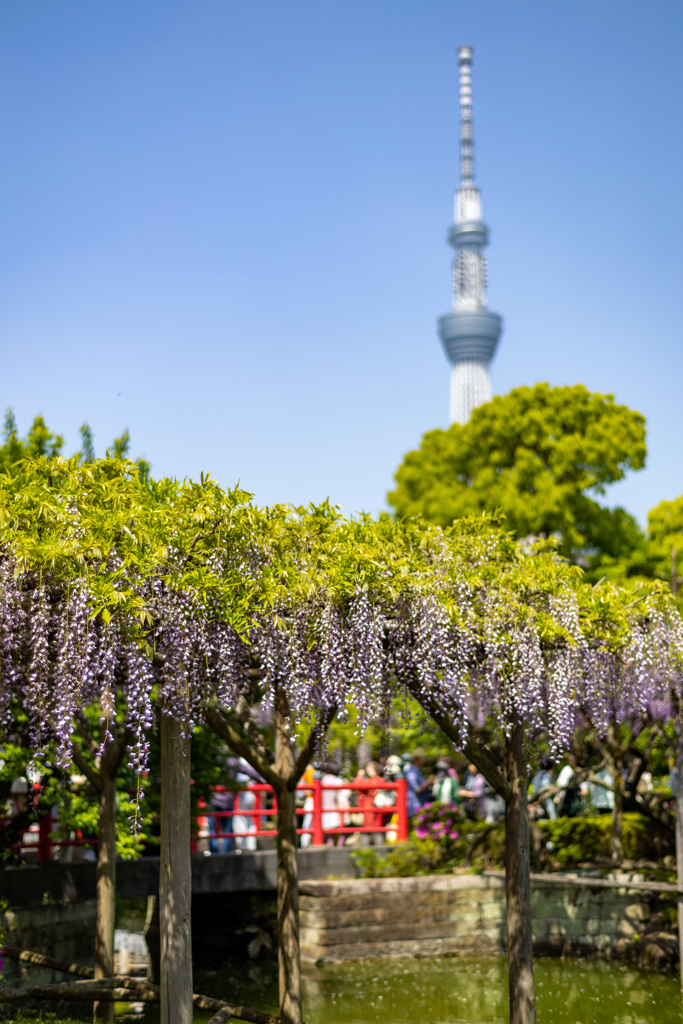 亀戸天神 藤祭り