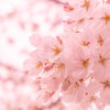 桜の色