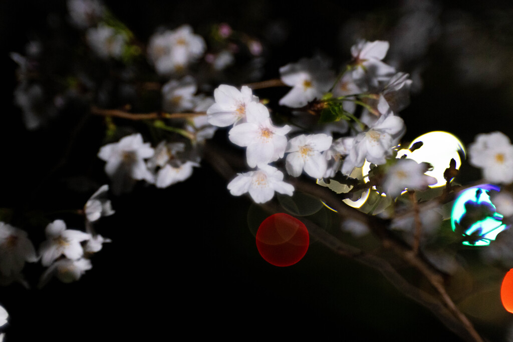 桜と玉ボケ
