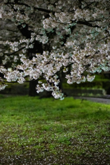 夜桜