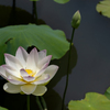 蓮池や折らでそのまま