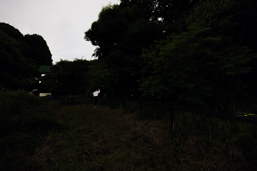 ほたる舞う