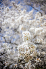 桜 - 夢見心地３