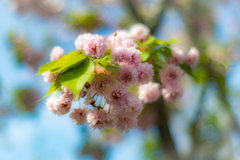 桜餅