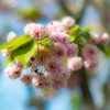 桜餅