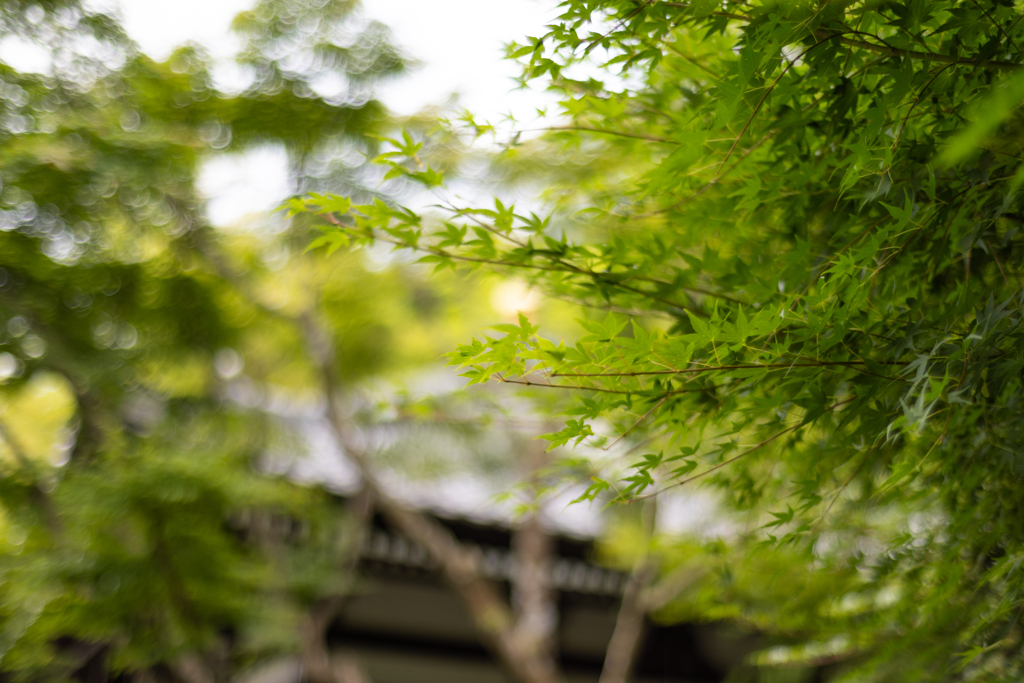 鎌倉青紅葉‐その3