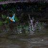 Hunting