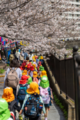 桜の下を仲良く