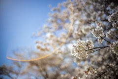 桜 - 夢見心地 １