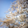 桜 - 夢見心地 １