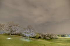 夜の公園