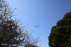 （初めての飛行機撮影）咲き始めの桜の隙間から