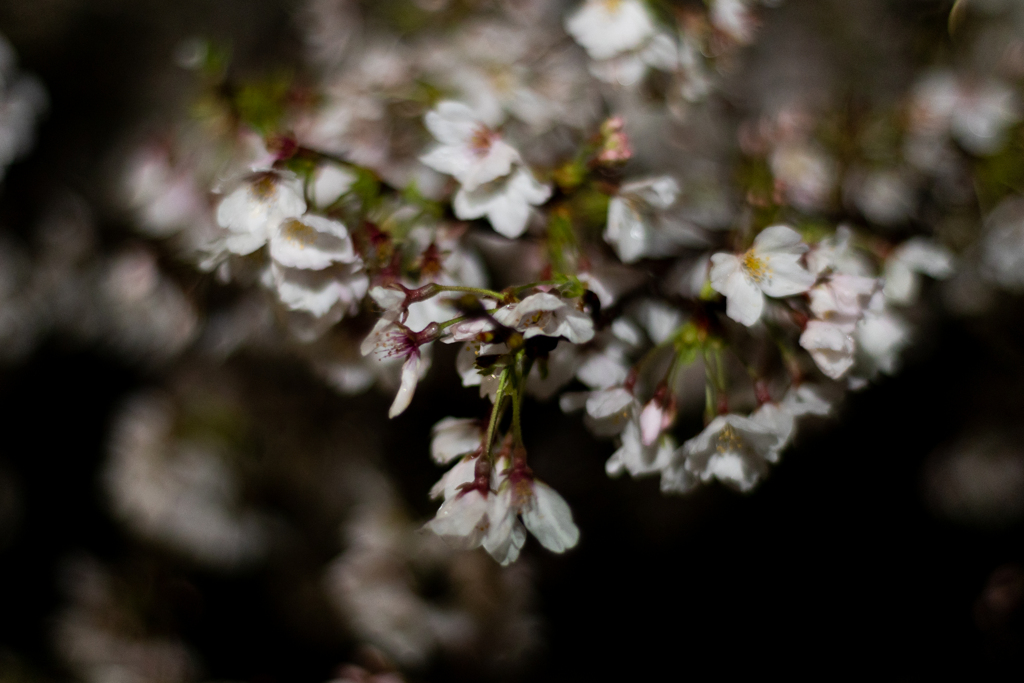 夜桜