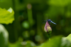 蓮池に飛ぶ蜻蛉