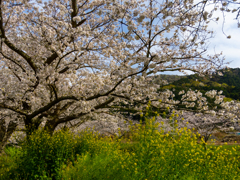 山里の桜