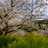 山里の桜