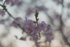 一足早めの桜