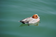 琵琶湖の水鳥２
