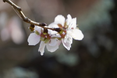 冬桜