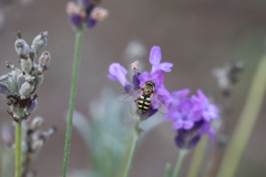 今年は秋が早いから早く仕事しないとね