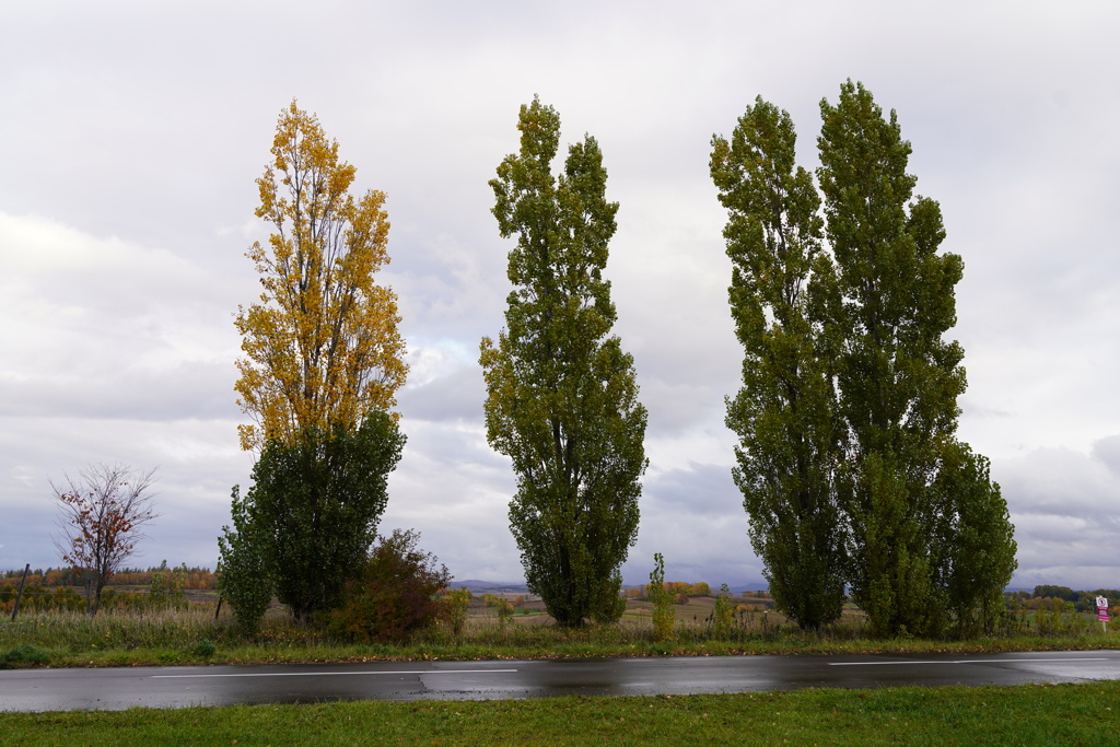 美瑛の丘にはこの景色