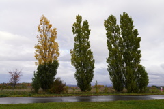 美瑛の丘にはこの景色