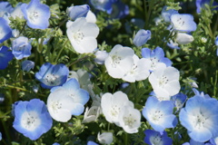 ネモヒラネモヒラ