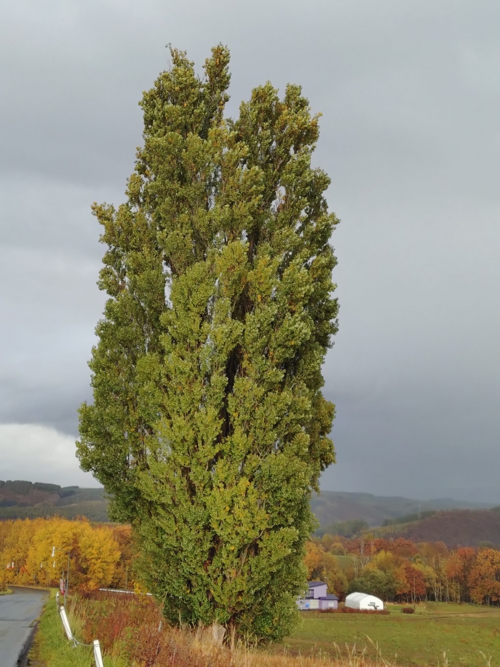 紅葉の中のケンとメリーの木
