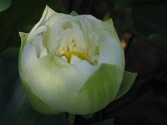 蓮の花１４