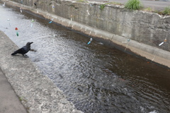 鮭の遡上を見つめるカラス君